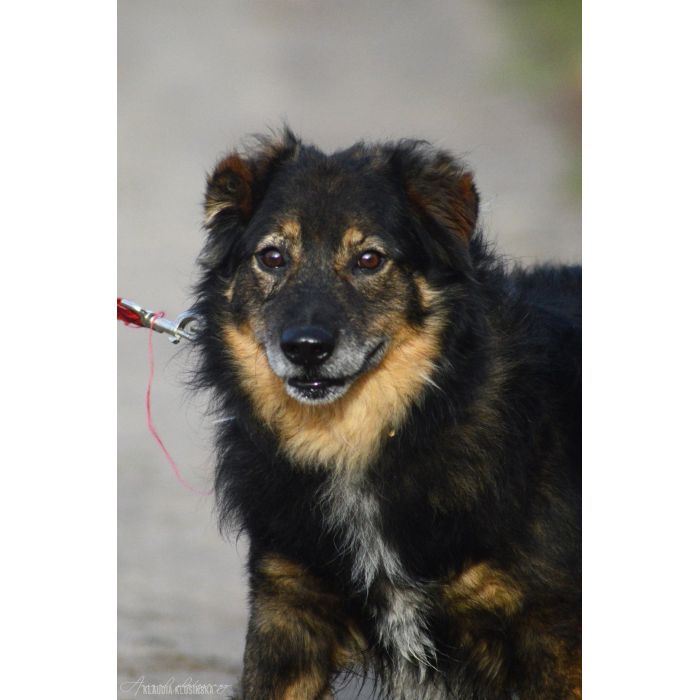 Słodki - nieduży, delikatny psiak szuka domu!