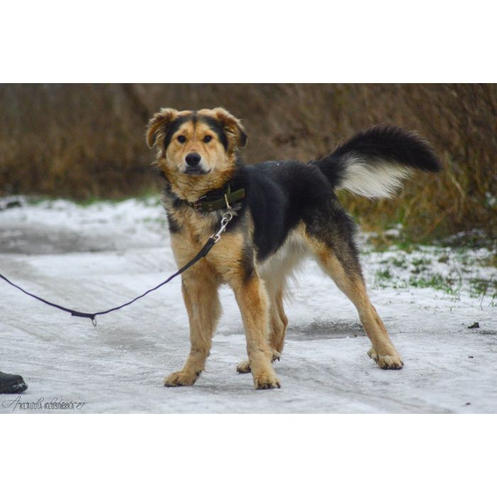 Dukat -  bez szans na dom? Pokochaj go!