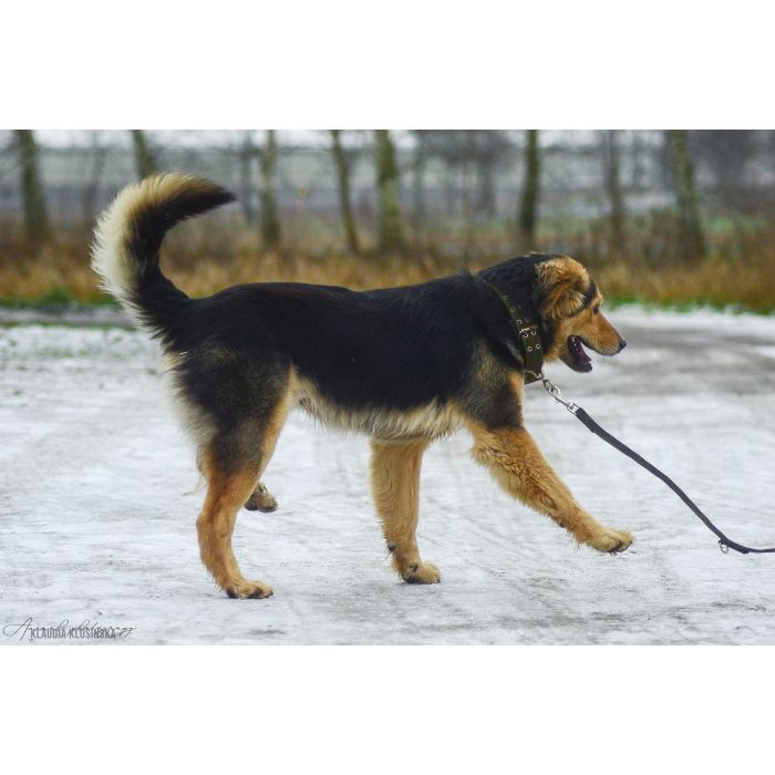 Dukat -  bez szans na dom? Pokochaj go!