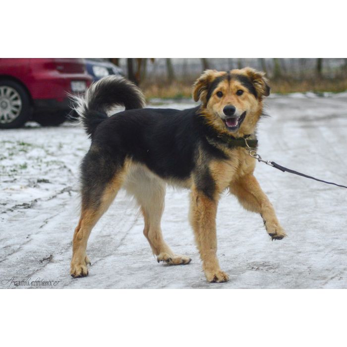 Dukat -  bez szans na dom? Pokochaj go!