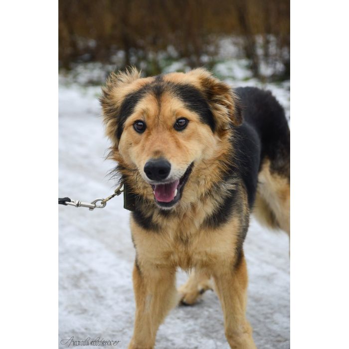 Dukat -  bez szans na dom? Pokochaj go!