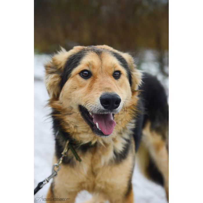 Dukat -  bez szans na dom? Pokochaj go!