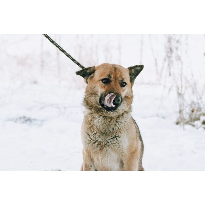 Doris - niekonfliktowa, wesoła sunia szuka domu!