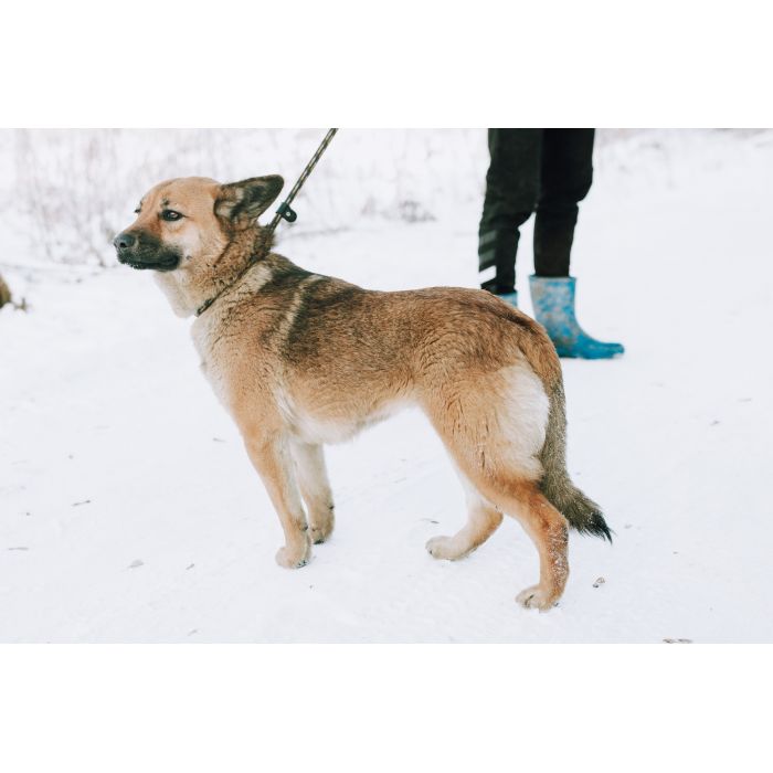 Doris - niekonfliktowa, wesoła sunia szuka domu!