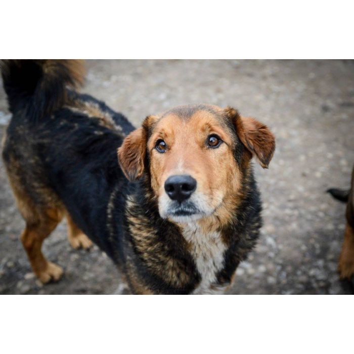 Kapral - przyjazny, wesoły psiak szuka domu!