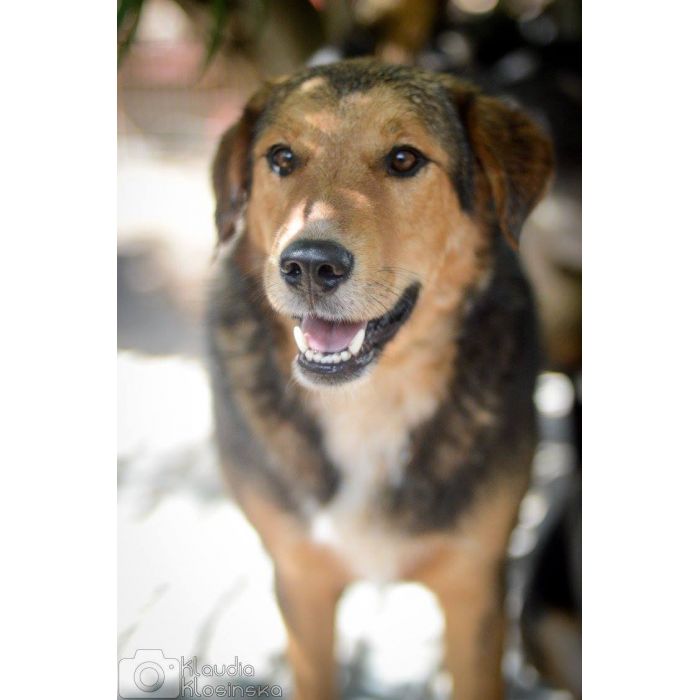 Kapral - przyjazny, wesoły psiak szuka domu!