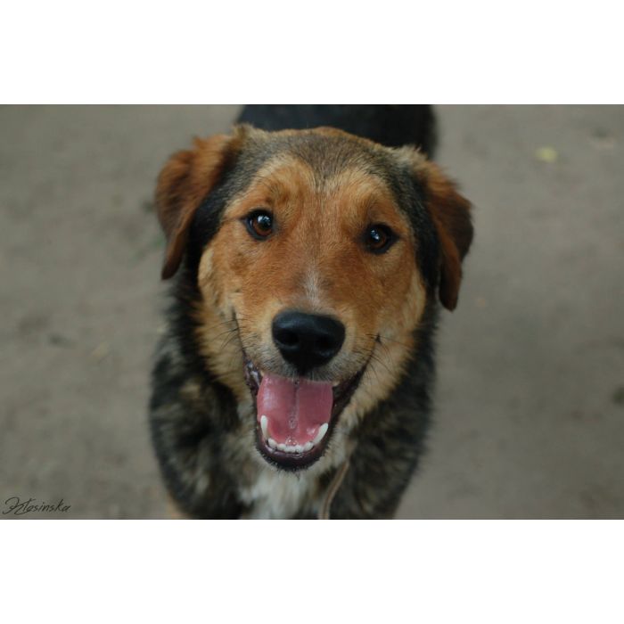 Kapral - przyjazny, wesoły psiak szuka domu!