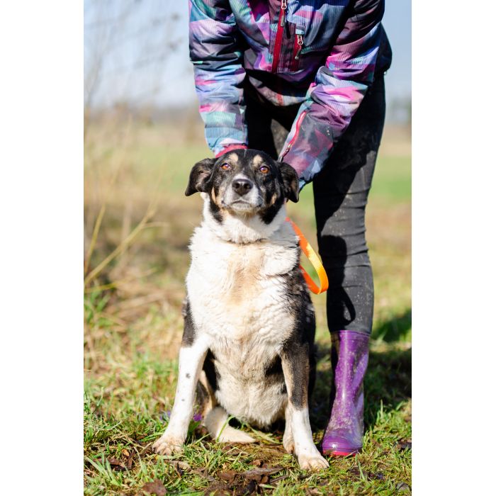 Cola - fantastyczna suczka szuka domu!