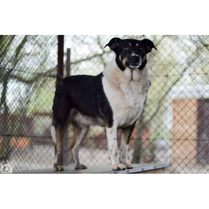 Cola - fantastyczna suczka szuka domu!