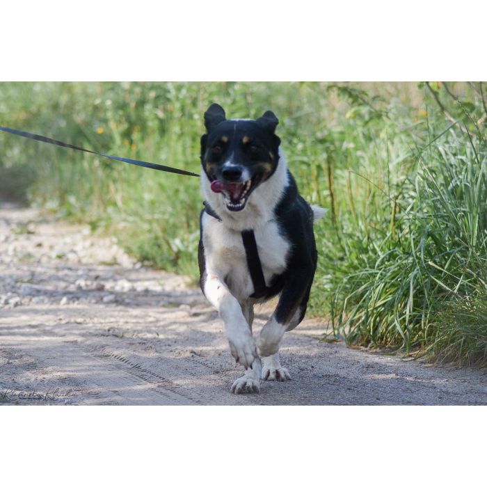 Cola - fantastyczna suczka szuka domu!