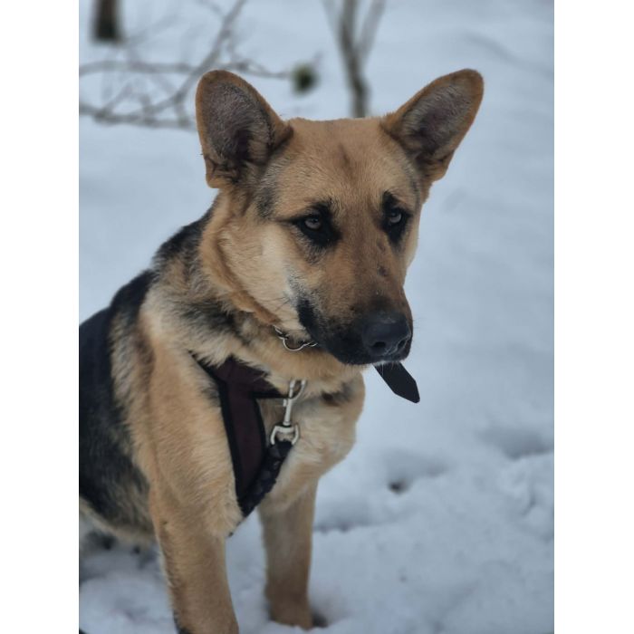 Mona - młoda, wesoła suczka owczarek mix