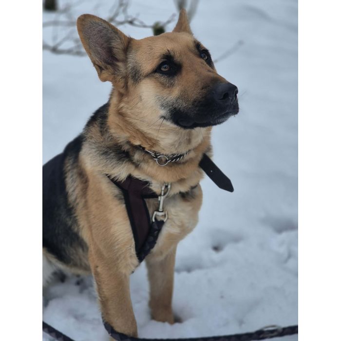 Mona - młoda, wesoła suczka owczarek mix