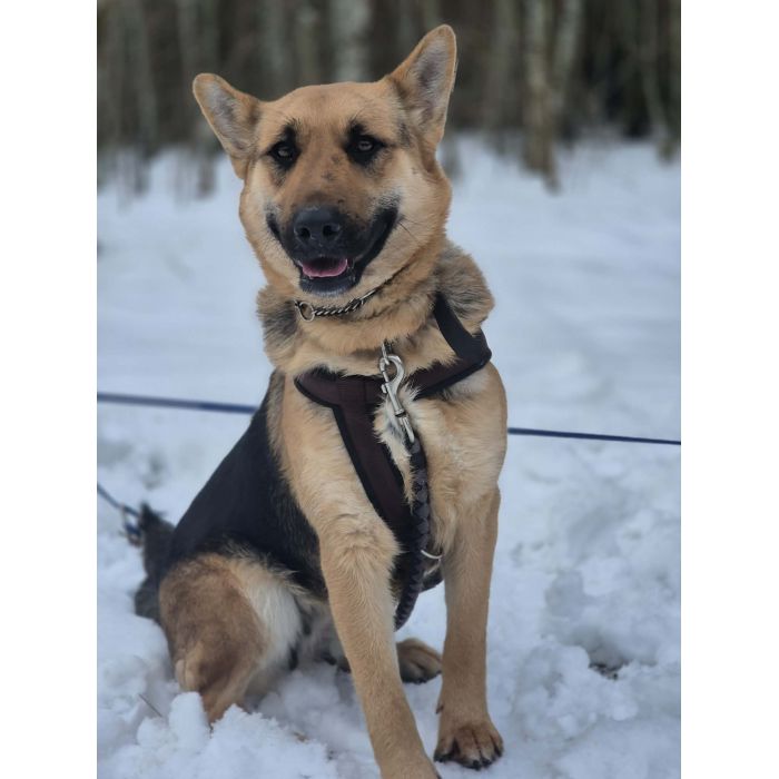 Mona - młoda, wesoła suczka owczarek mix