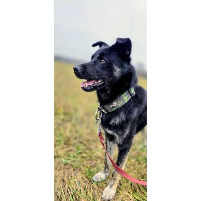 Leon - młody nieduży psiak szuka domu pies psy