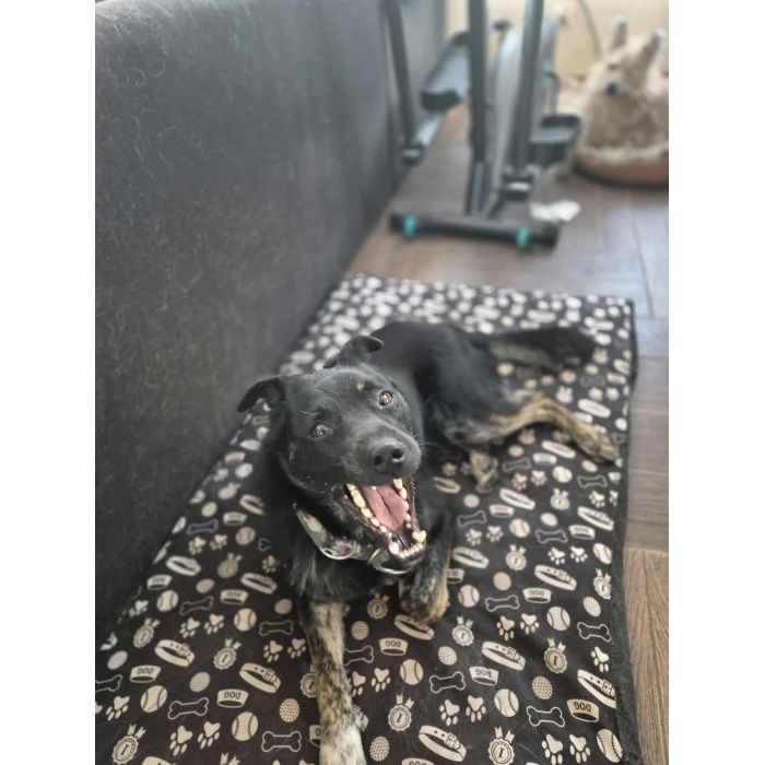 Leon - młody nieduży psiak szuka domu pies psy