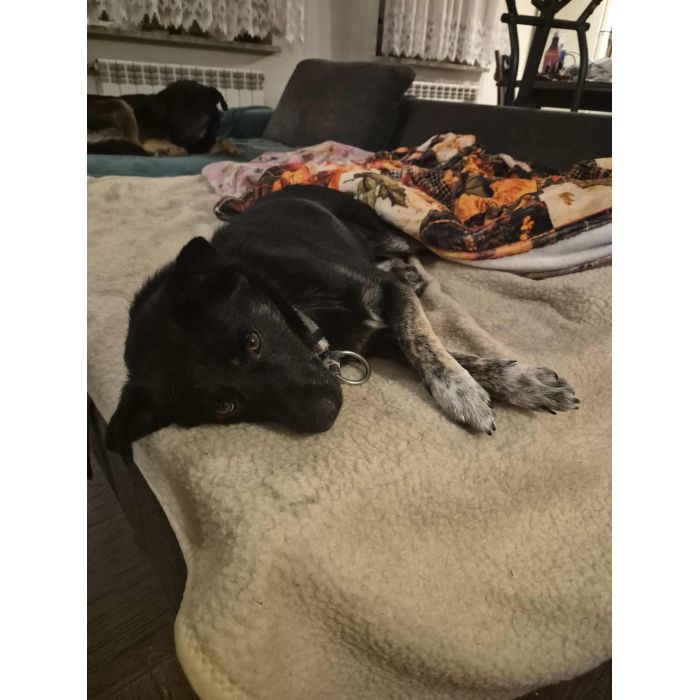 Leon - młody nieduży psiak szuka domu pies psy