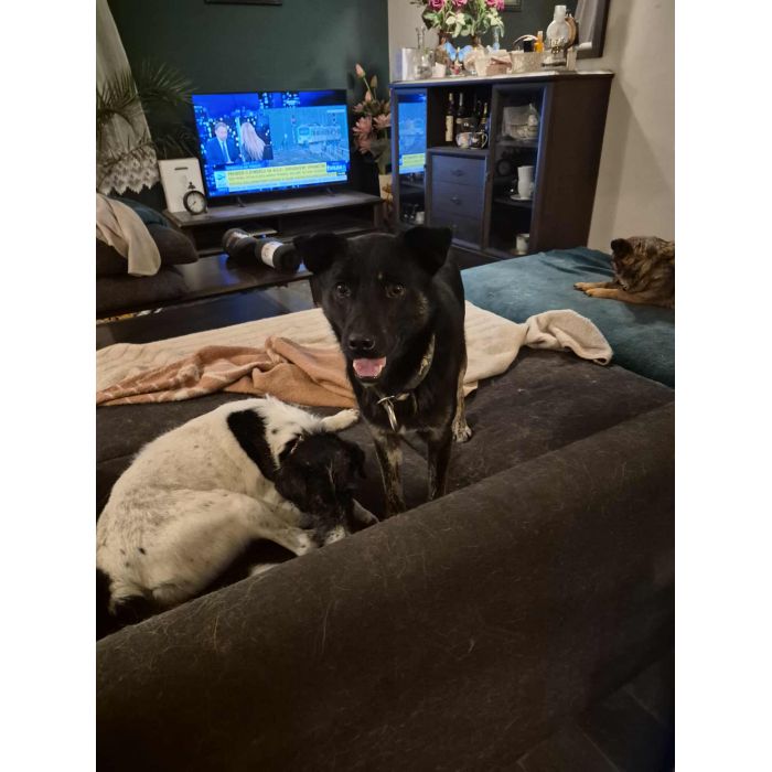 Leon - młody nieduży psiak szuka domu pies psy