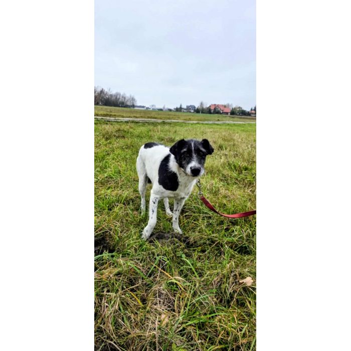 Bruno w typie terriera młody psiak szuka domu! pies psy terrier