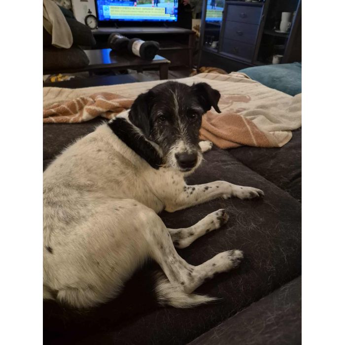 Bruno w typie terriera młody psiak szuka domu! pies psy terrier