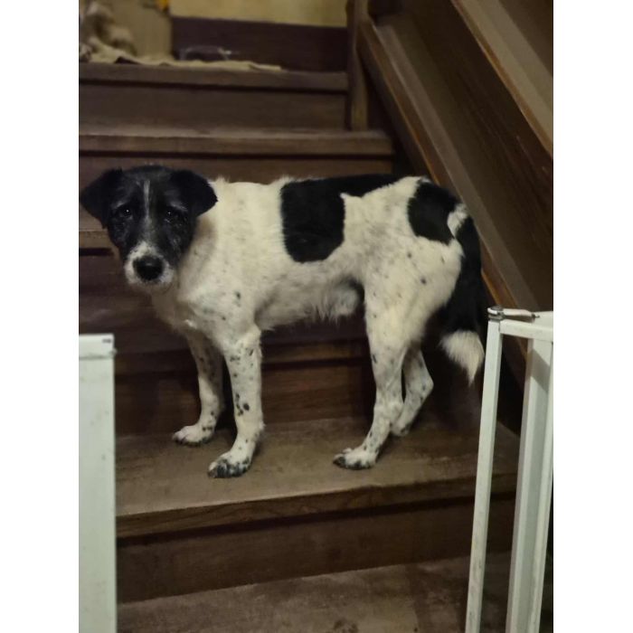 Bruno w typie terriera młody psiak szuka domu! pies psy terrier