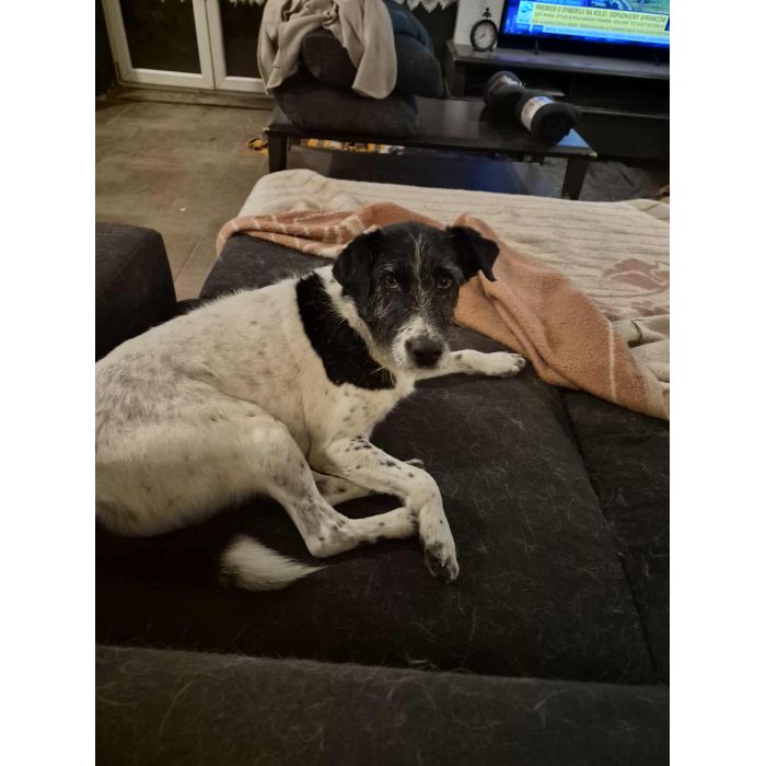 Bruno w typie terriera młody psiak szuka domu! pies psy terrier