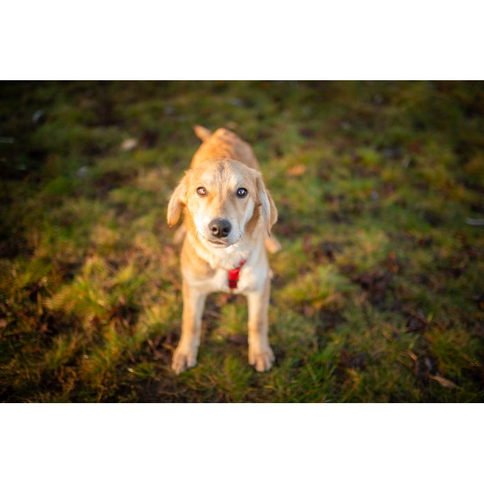 Wafel - biszkoptowy SZCZENIAK szuka domu!