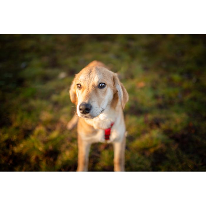 Wafel - biszkoptowy SZCZENIAK szuka domu!