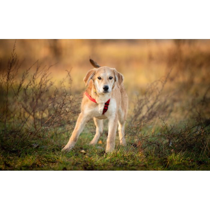 Wafel - biszkoptowy SZCZENIAK szuka domu!