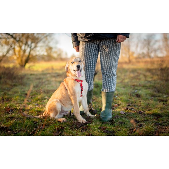 Wafel - biszkoptowy SZCZENIAK szuka domu!