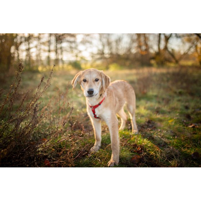 Wafel - biszkoptowy SZCZENIAK szuka domu!