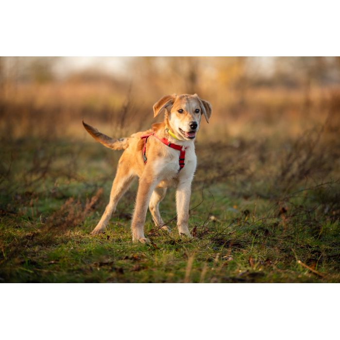 Wafel - biszkoptowy SZCZENIAK szuka domu!