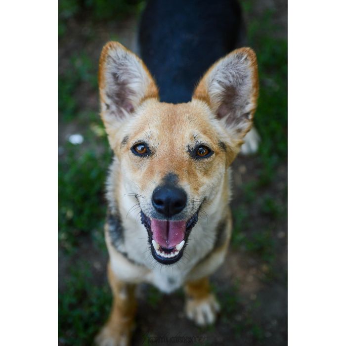 Niewielka Zuzia, młoda i wesoła sunia do pokochania