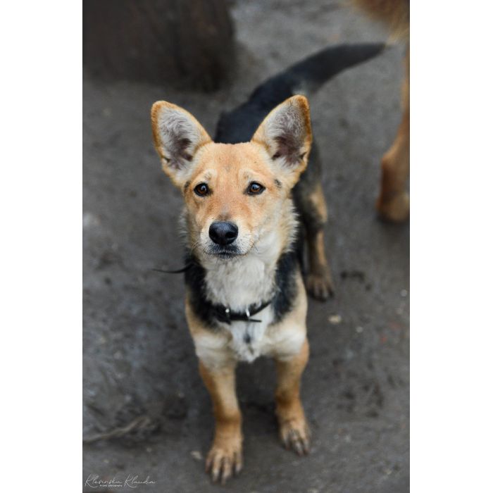 Niewielka Zuzia, młoda i wesoła sunia do pokochania