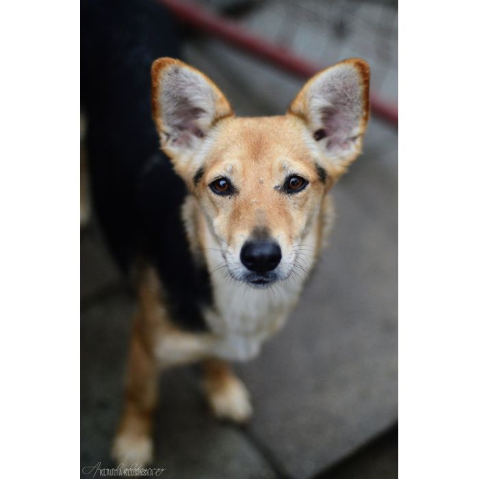 Niewielka Zuzia, młoda i wesoła sunia do pokochania