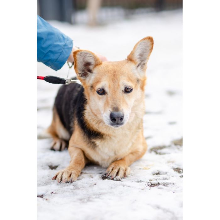 Niewielka Zuzia, młoda i wesoła sunia do pokochania