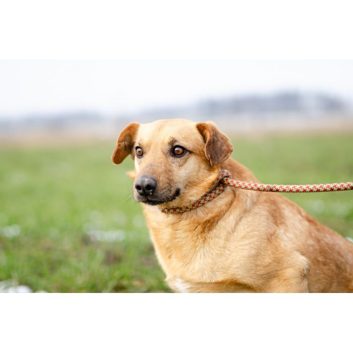 Cudowny Rudzik szuka kochającego domu!