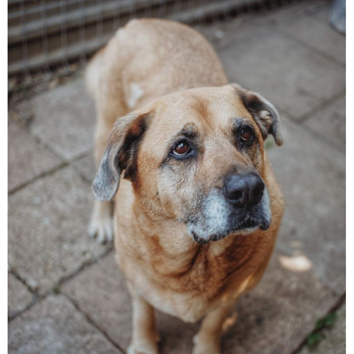 Suzi - domowa, wychowana suczka szuka domu