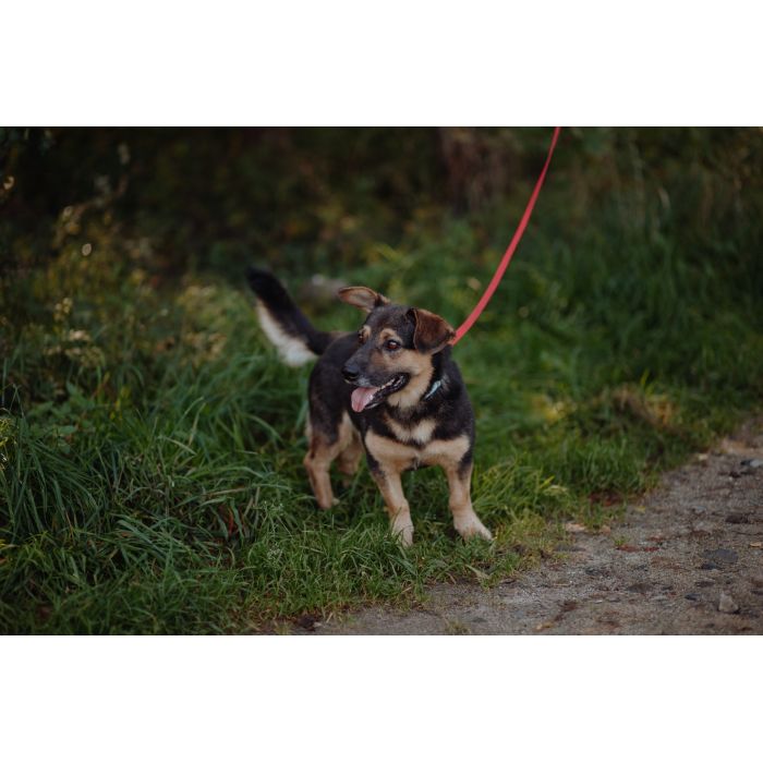 Niskopodłogowy, łagodny Baloo szuka domu!