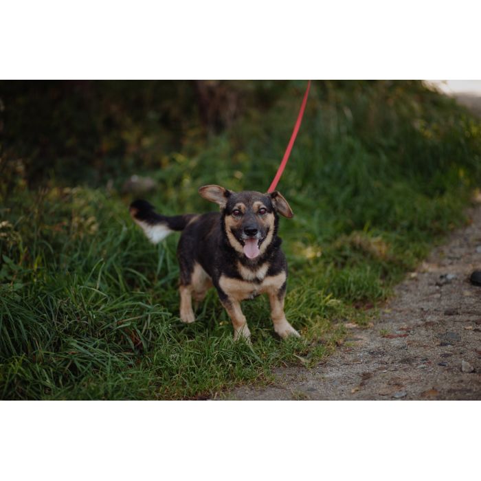 Niskopodłogowy, łagodny Baloo szuka domu!