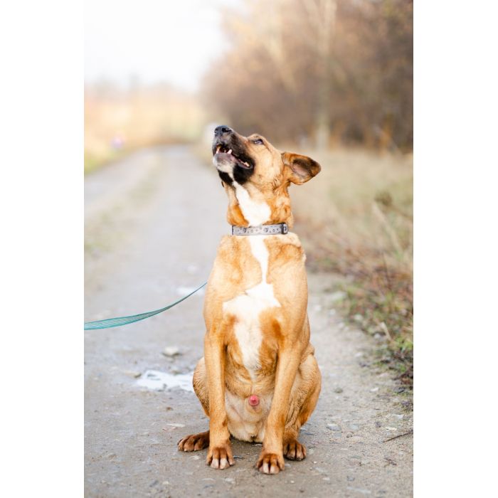 Wesoły Doniu, pogodny psiak szuka domu!