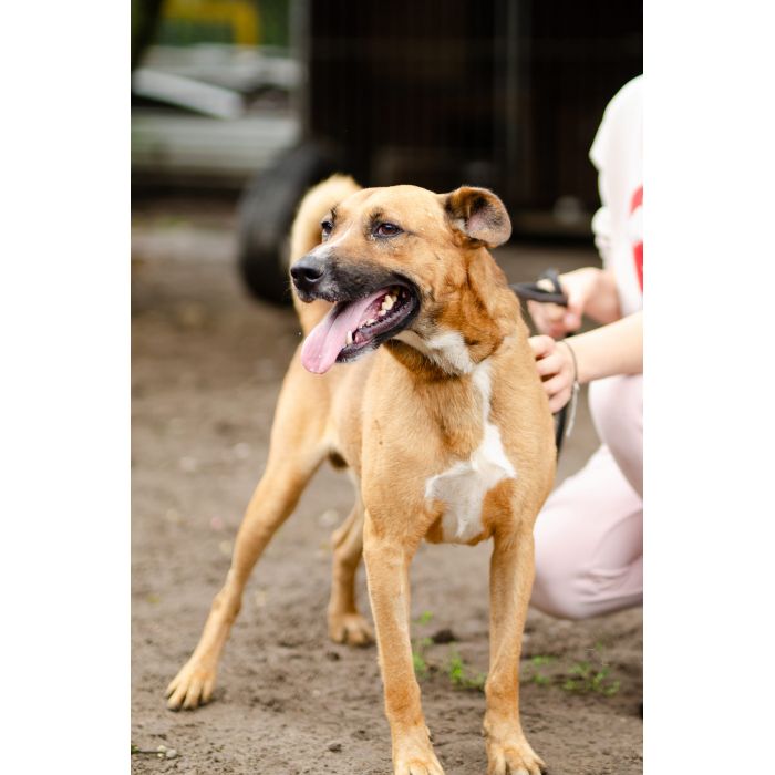 Wesoły Doniu, pogodny psiak szuka domu!