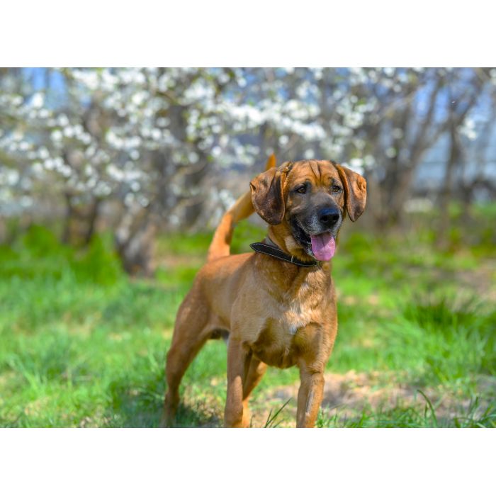 Baron - wyjątkowy pies w typie posokowca szuka domu