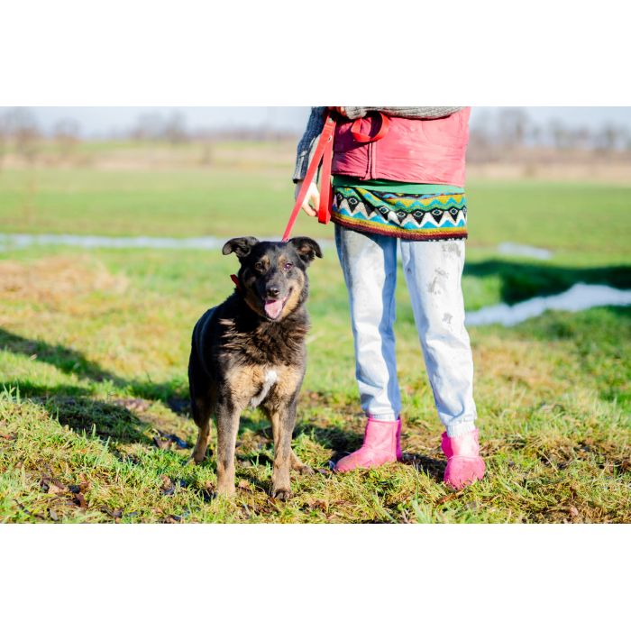 Red - kochany, niekonfliktowy psiak do pokochania!