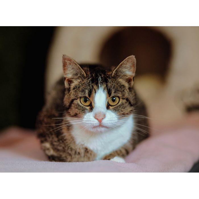 Cudowna Marzenka, wyjątkowa kotka do adopcj