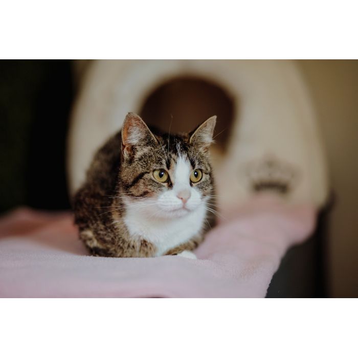 Cudowna Marzenka, wyjątkowa kotka do adopcj