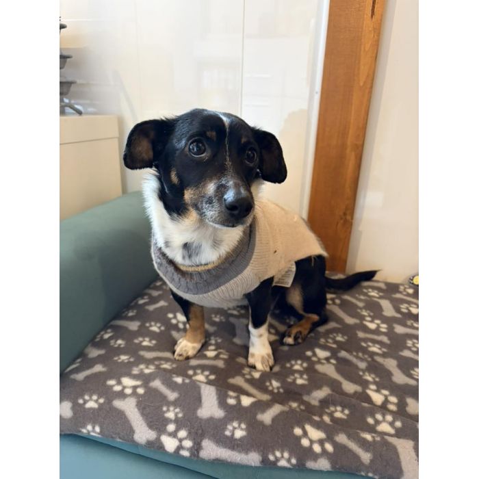 Nakolankowa Pusia, rozkoszna, domowa sunia!