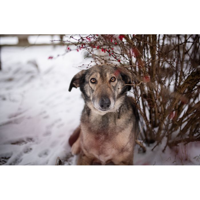 Karinka - niekonfliktowa, delikatna, spokojna sunia