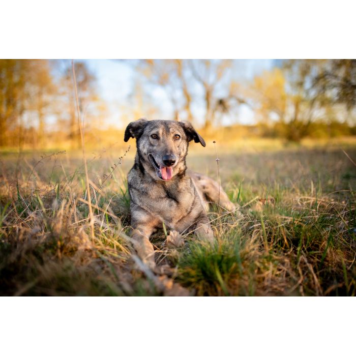 Karinka - niekonfliktowa, delikatna, spokojna sunia