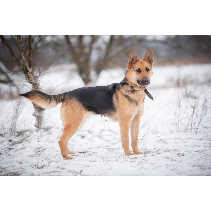 Młoda, radosna Mona w typie owczarka szuka domu