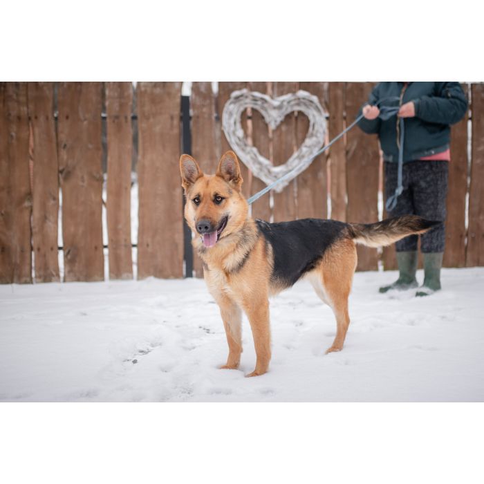 Młoda, radosna Mona w typie owczarka szuka domu